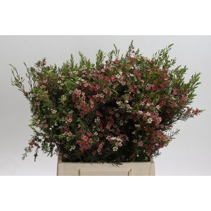 Chamelaucium My Sweet 16