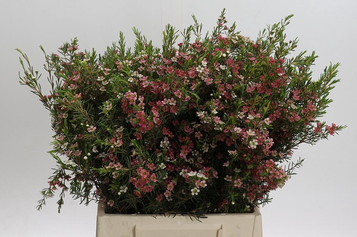 <h4>Chamelaucium My Sweet 16</h4>