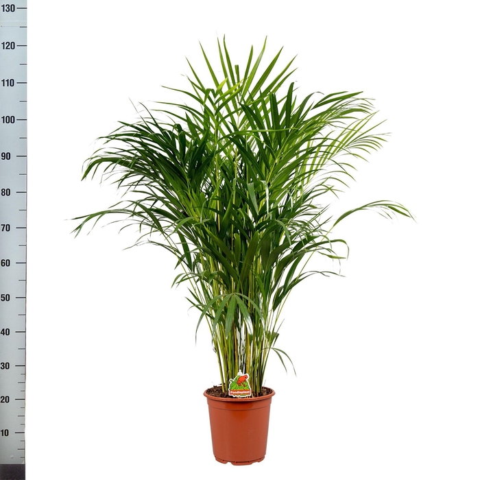 <h4>DYPSIS LUTESCENS</h4>