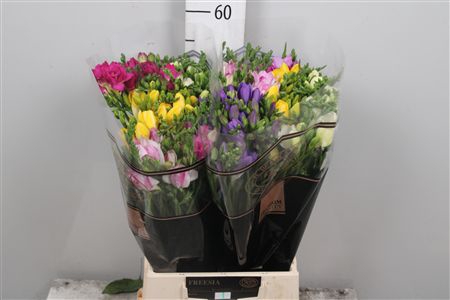 Fr En Gemengd 22gr (op Kleur!)