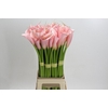 Zantedeschia Eydolls Pink