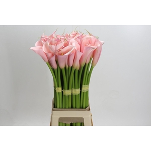 Zantedeschia Eydolls Pink