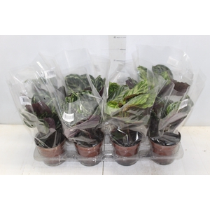 CALATHEA P12 VARIADO