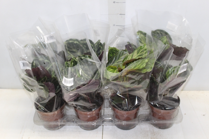 <h4>CALATHEA P12 VARIADO</h4>