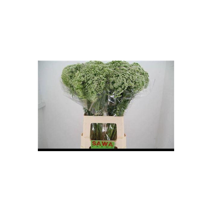 <h4>Ammi Visnaga</h4>