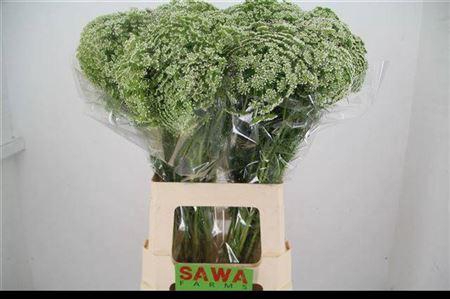 <h4>Ammi Visnaga</h4>