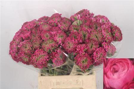 <h4>Ran Ponpon Fanny ( Green )</h4>