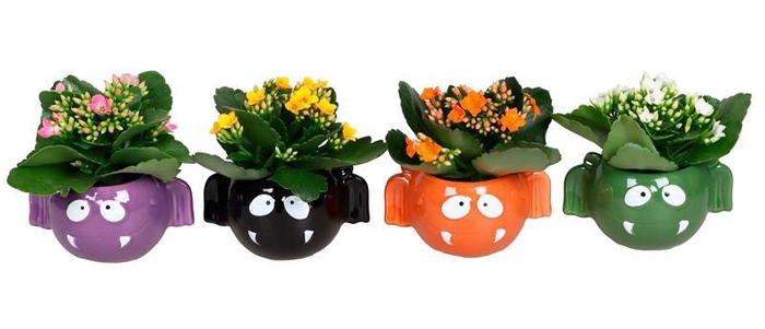 <h4>KALANCHOE BLOSSFELDIANA</h4>