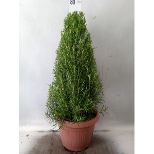 Rosmarinus officinalis   ...
