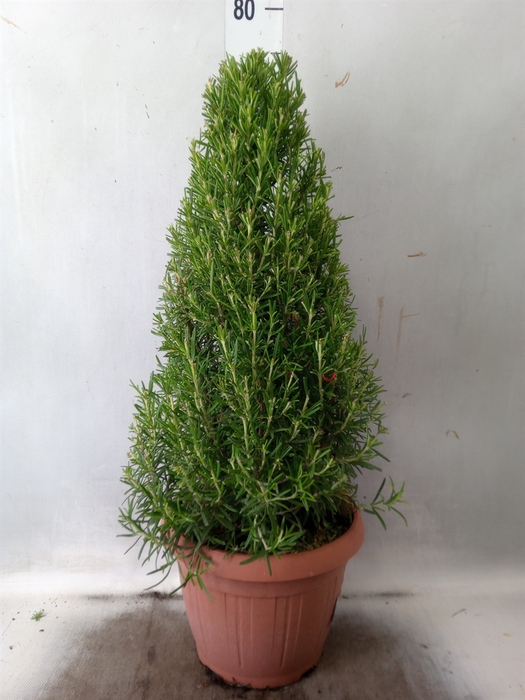<h4>Rosmarinus officinalis   ...</h4>