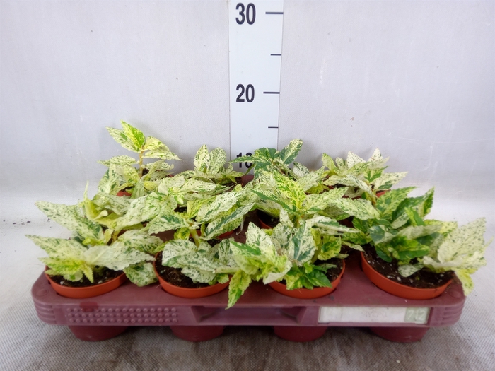 <h4>Pellionia repens 'Variegata'</h4>