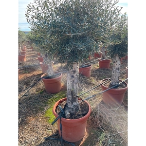 Olea Europaea on stem - 02