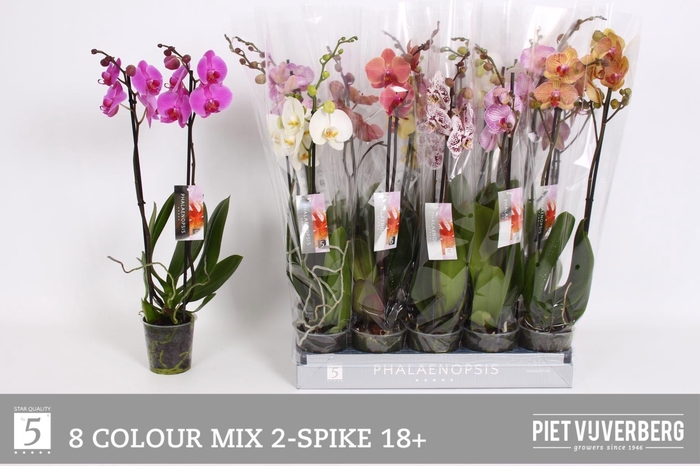 <h4>PHAL GEM 8 KL</h4>