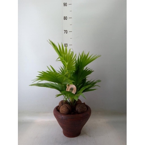 Livistona rotundifolia