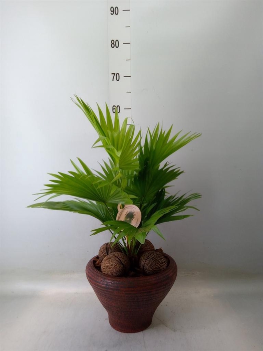 <h4>Livistona rotundifolia</h4>