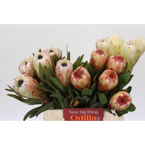 Protea Mix