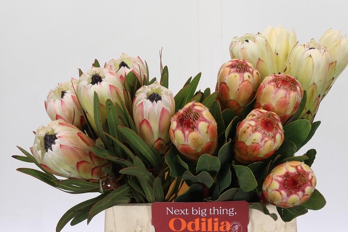 <h4>Protea Mix</h4>