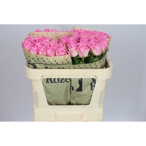 Rosa Gr Aqua