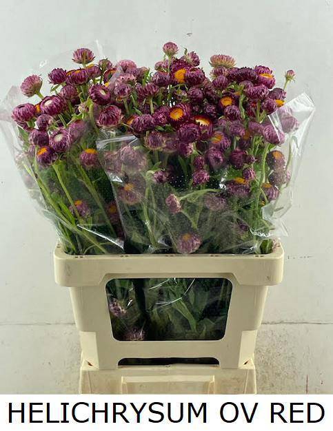 <h4>HELICHRYSUM OV</h4>