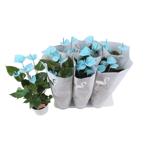 Anthurium Flamingo Blauw 17cm (24 uur besteltijd)