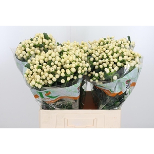 Hyp Mag White Prince