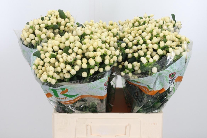 <h4>Hyp Mag White Prince</h4>