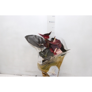 ANTHURIUM DELICATA P17