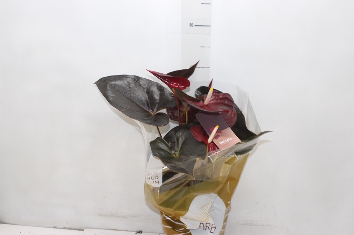 <h4>ANTHURIUM DELICATA P17</h4>