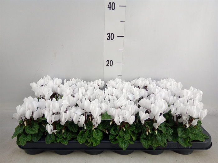 <h4>Cyclamen KL   ...</h4>