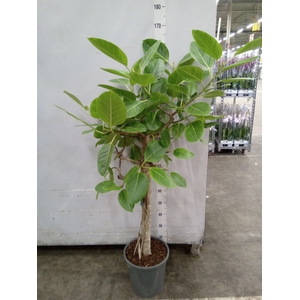 Ficus benghalensis 'Audrey'
