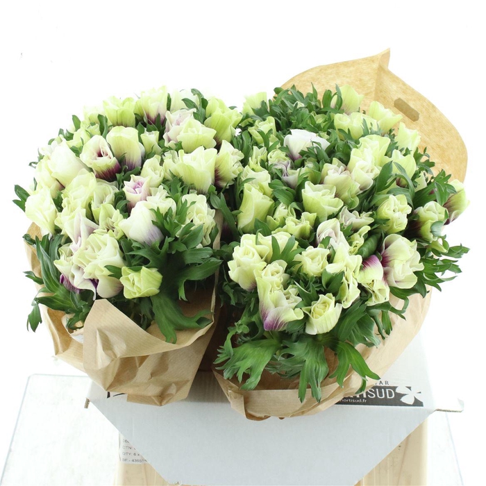 <h4>Anem Mistral Happy</h4>