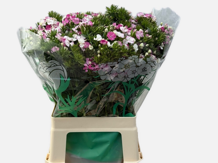 <h4>DI BARB AM ROSE</h4>