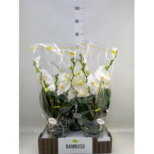Phalaenopsis   ...white