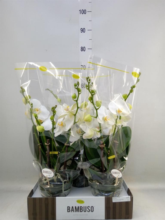 <h4>Phalaenopsis ...white</h4>