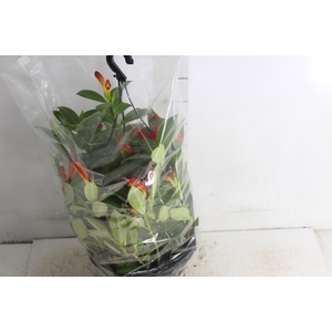 AESCHYNANTHUS SPECIOSUS C21