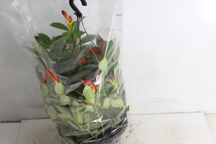 <h4>AESCHYNANTHUS SPECIOSUS C21</h4>