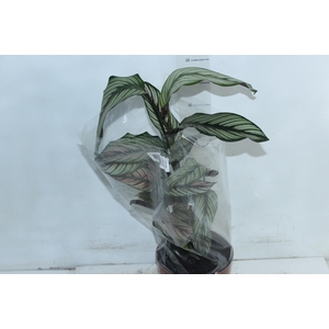 CALATHEA WHITE STAR P17