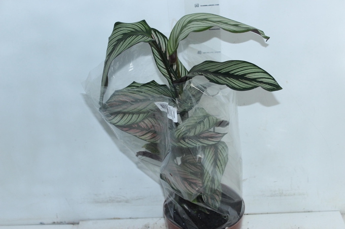 <h4>CALATHEA WHITE STAR P17</h4>