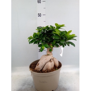 Ficus microcarpa 'Ginseng'