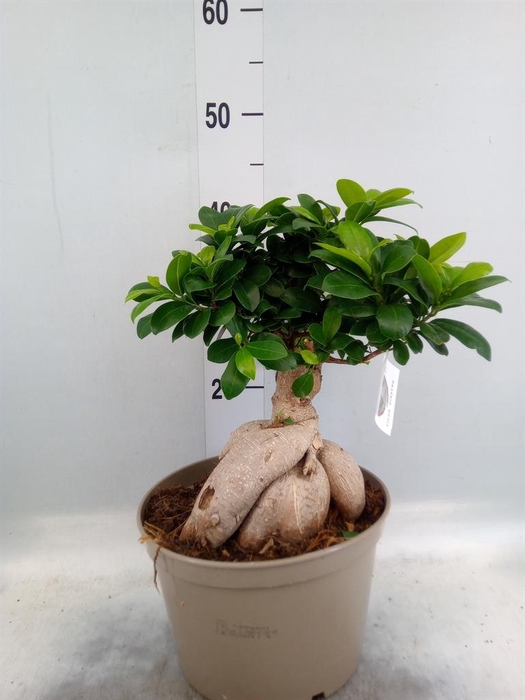 <h4>Ficus microcarpa 'Ginseng'</h4>