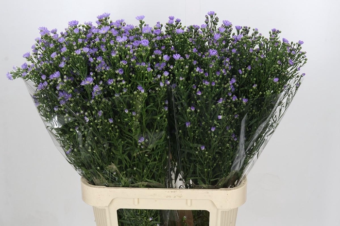 <h4>Aster Cassandra</h4>