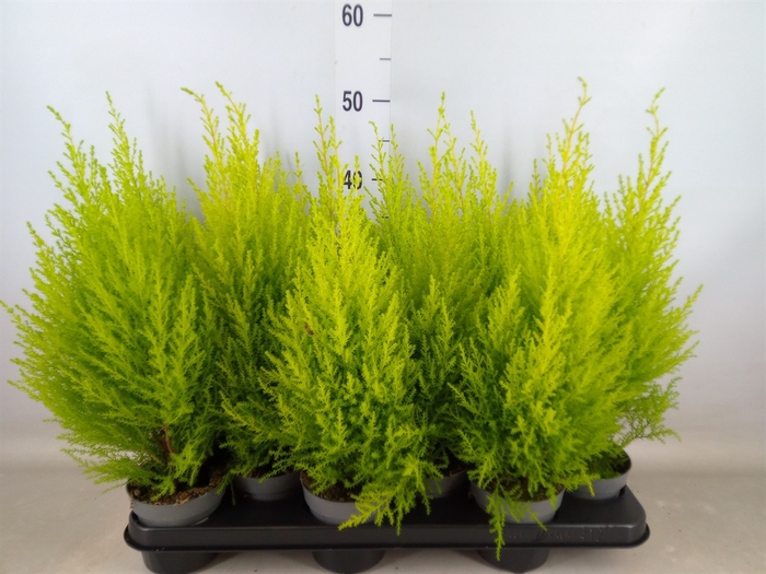 <h4>Cupressus macro. 'Goldcrest Wilma'</h4>