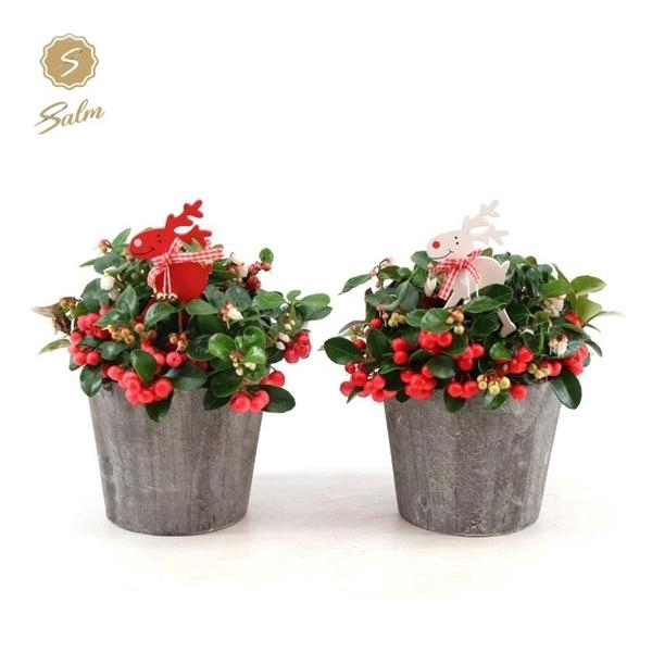 <h4>Gaultheria pr. 'Big Berry'® P12 in Wood + Reindeer</h4>