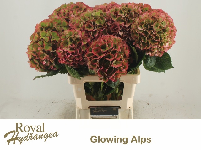 <h4>HYDR M GLOW ALPS CL</h4>