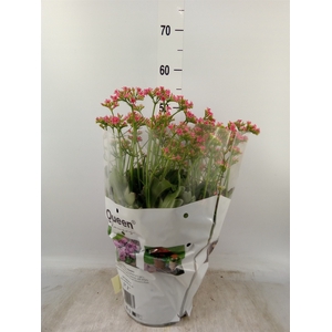 Kalanchoe   ...