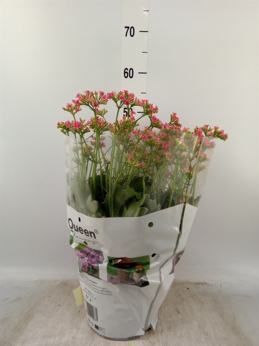 <h4>Kalanchoe   ...</h4>