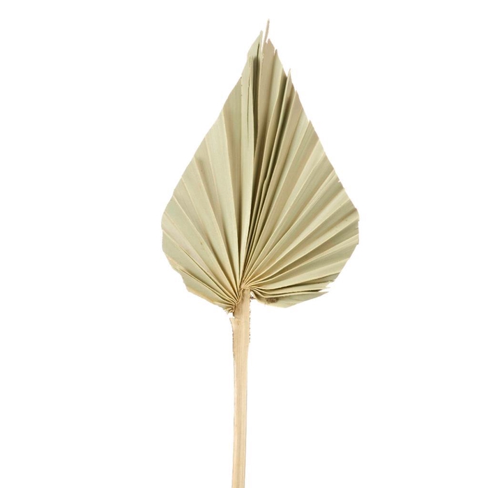 <h4>Palmspear Natural</h4>