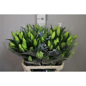 Li Or Pacific Ocean 3+