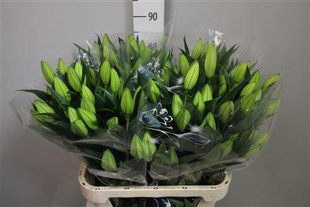 <h4>Li Or Pacific Ocean 3+</h4>