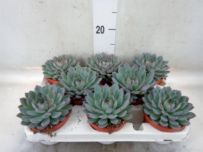 <h4>Echeveria  'Apus'</h4>